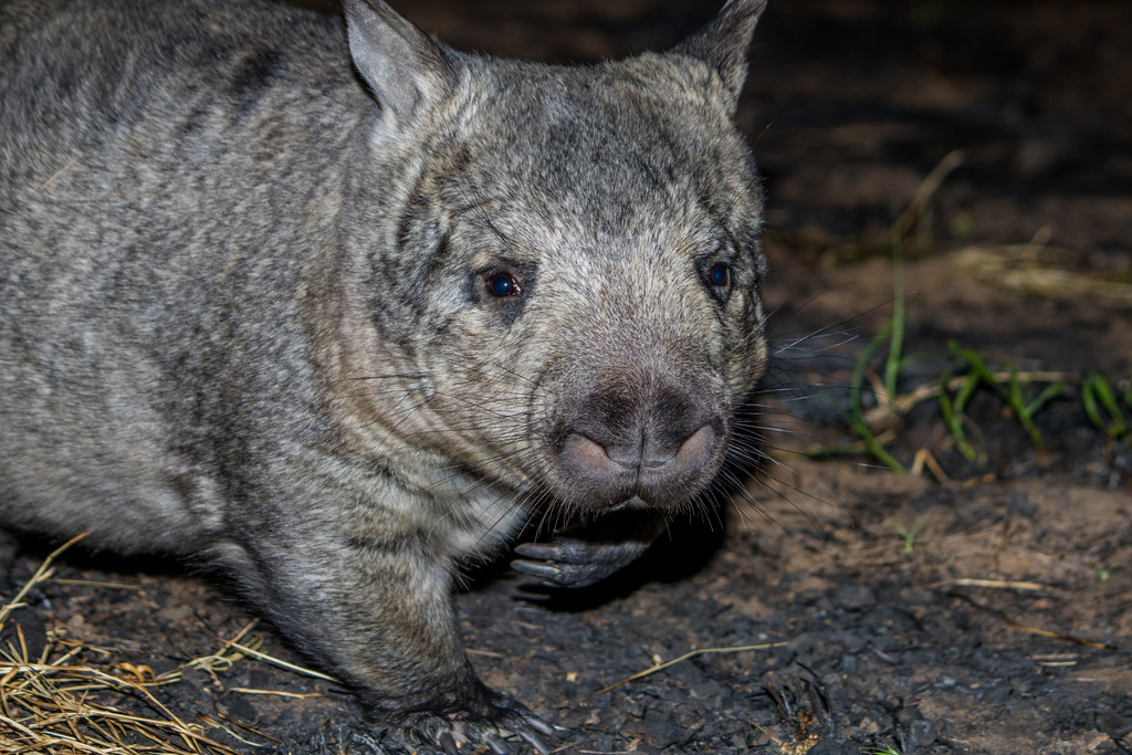 Northern Hairy-nosed Wombat from Elgin QLD 4721, Australia on July 3 ...