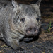 Northern Hairy-nosed Wombat - Photo (c) Bradley J Hunter, some rights reserved (CC BY-NC), uploaded by Bradley J Hunter