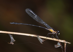 Lestoidea