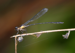 Lestoidea