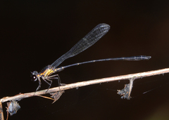 Lestoidea