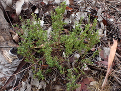 Pimelea hewardiana