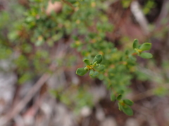 Pimelea hewardiana