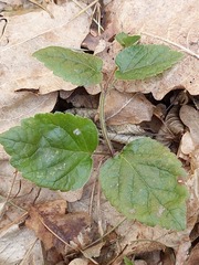 Lamium galeobdolon galeobdolon