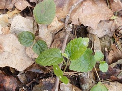Lamium galeobdolon galeobdolon