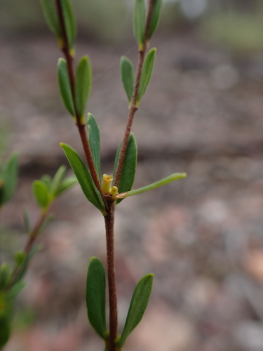Image of Forked Rice-flower by (c) Nina Kerr, some rights reserved (CC BY)