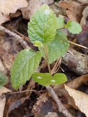 Lamium galeobdolon galeobdolon