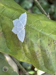 Leucodrepana serratilinea