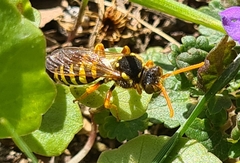 Nomada goodeniana