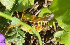 Nomada goodeniana