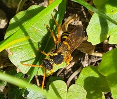 Nomada goodeniana