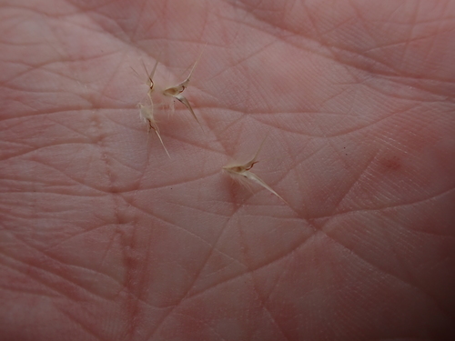 Image of Rytidosperma geniculatum by (c) Nina Kerr, some rights reserved (CC BY)