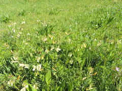 Vicia grandiflora