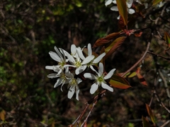 Amelanchier × intermedia