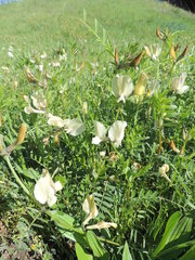 Vicia grandiflora