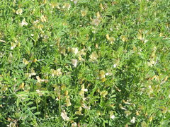 Vicia grandiflora