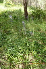 Scilla hyacinthoides