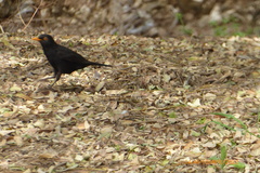 Turdus merula