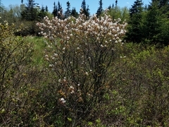 Amelanchier × intermedia