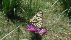 Aporia hippia