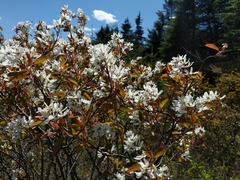 Amelanchier × intermedia