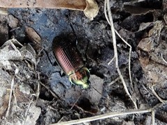 Poecilus versicolor