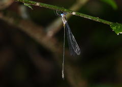 Synlestes tropicus
