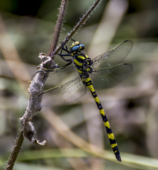 Cordulegaster insignis