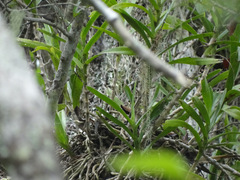 Tridactyle bicaudata bicaudata