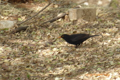 Turdus merula