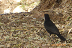 Turdus merula