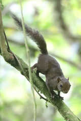 Microsciurus flaviventer