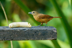 Loriotus cristatus brunneus