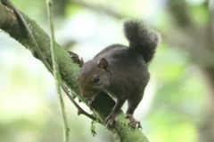 Microsciurus flaviventer