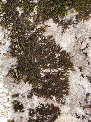 Frullania inflata