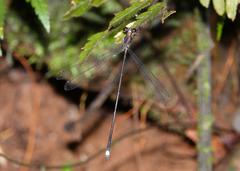 Chorismagrion risi