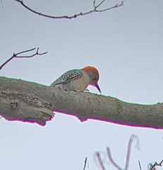 Melanerpes carolinus