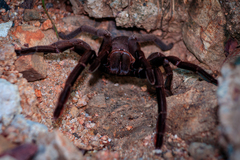 Selenocosmia crassipes