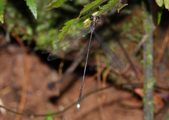 Chorismagrion risi
