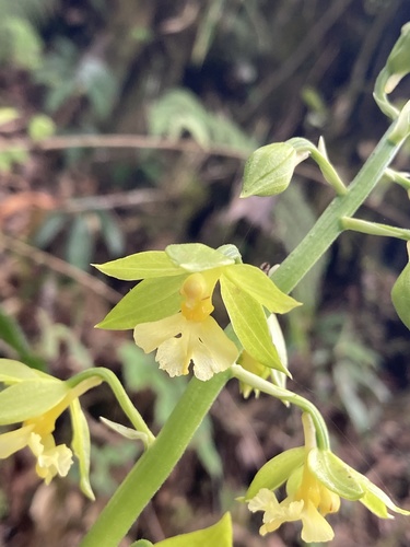 Calanthe griffithii