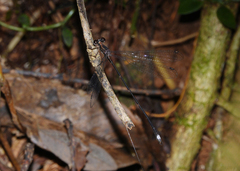 Chorismagrion risi