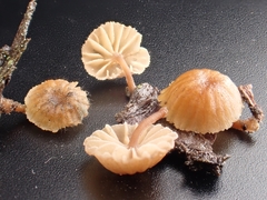 Mycena juniperina