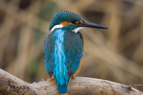 Martin-pêcheur d'Europe