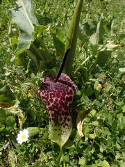 Arum dioscoridis