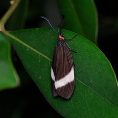 Pidorus
