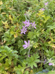 Erodium moschatum