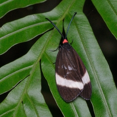 Pidorus