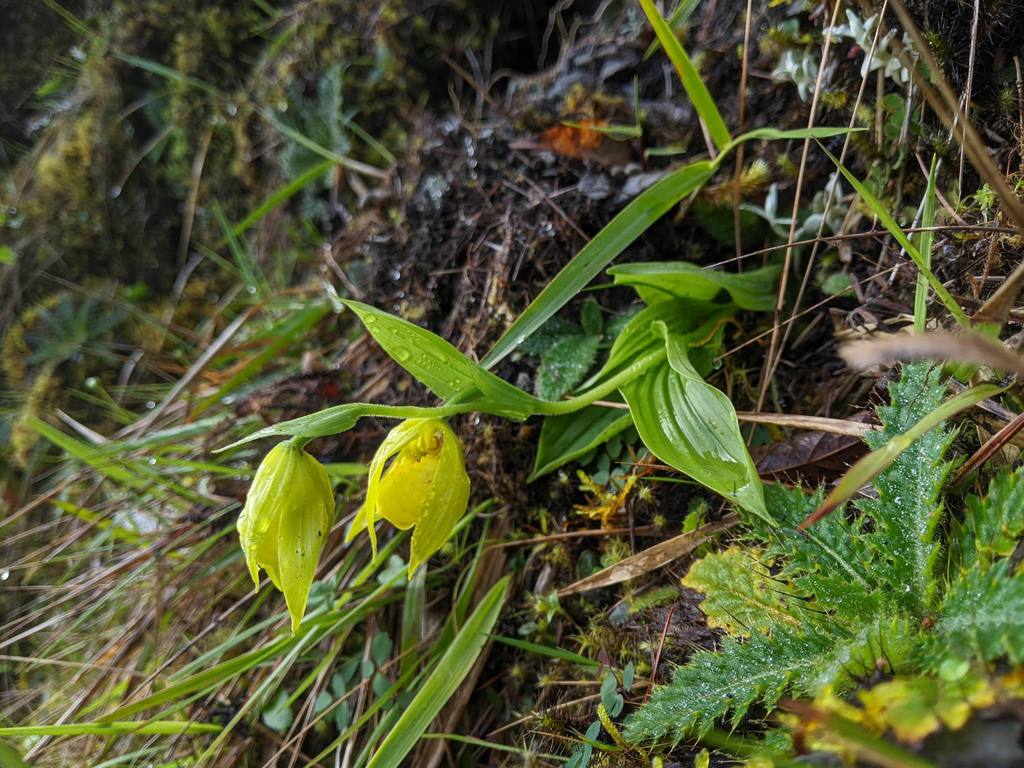 Cypripedium segawae Masam.