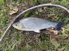 Megaleporinus macrocephalus