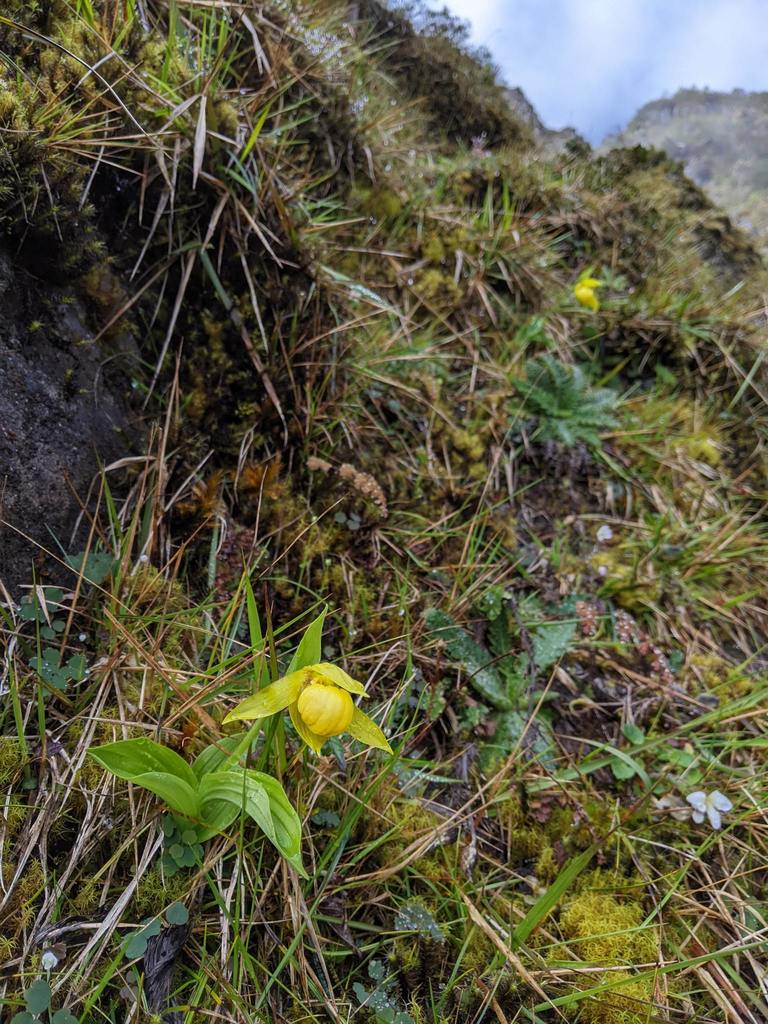 Cypripedium segawae Masam. 2